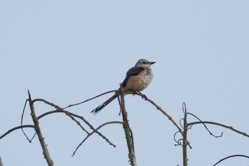 Scissor-tailed Flycatcher.