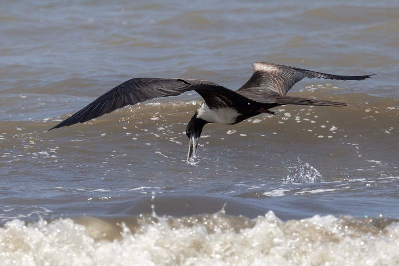 Frigatebird.
