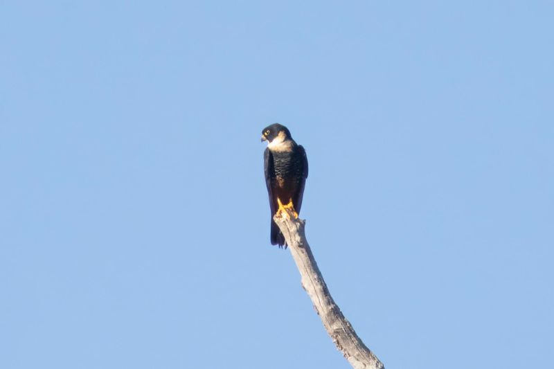 Bat Falcon.