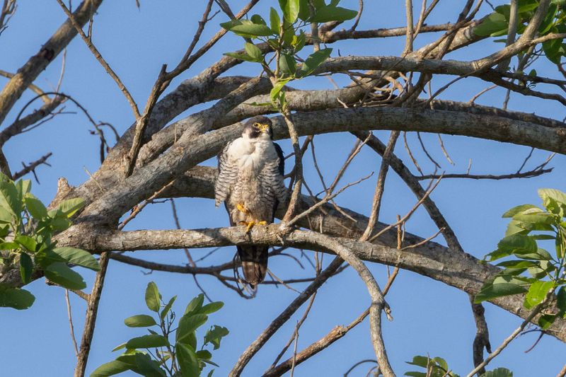 Peregrine Falcon.