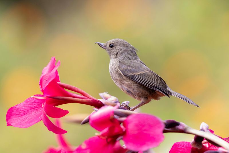 Flowerpiercer.