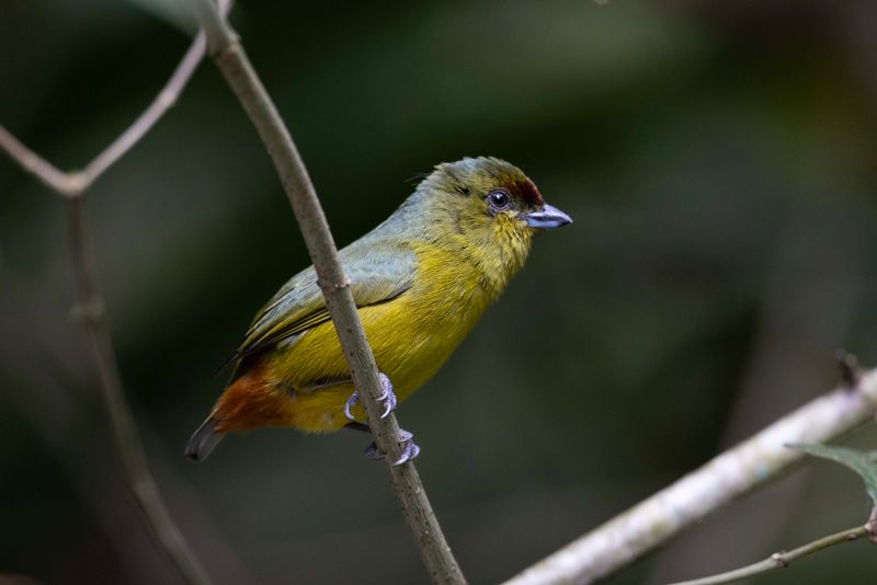Euphonia,Spot-crowned 