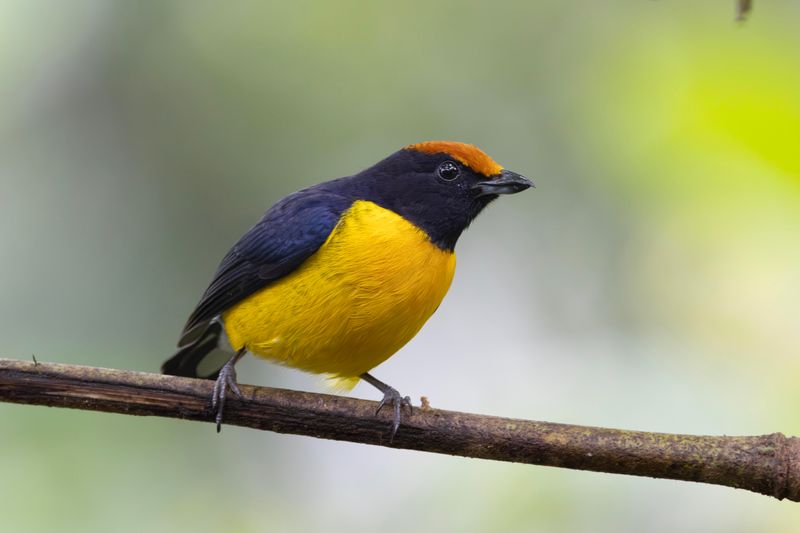 Tawny-capped Euphonia.