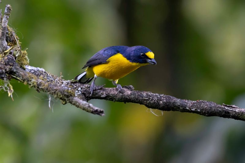 Yellow-throated Euphonia.