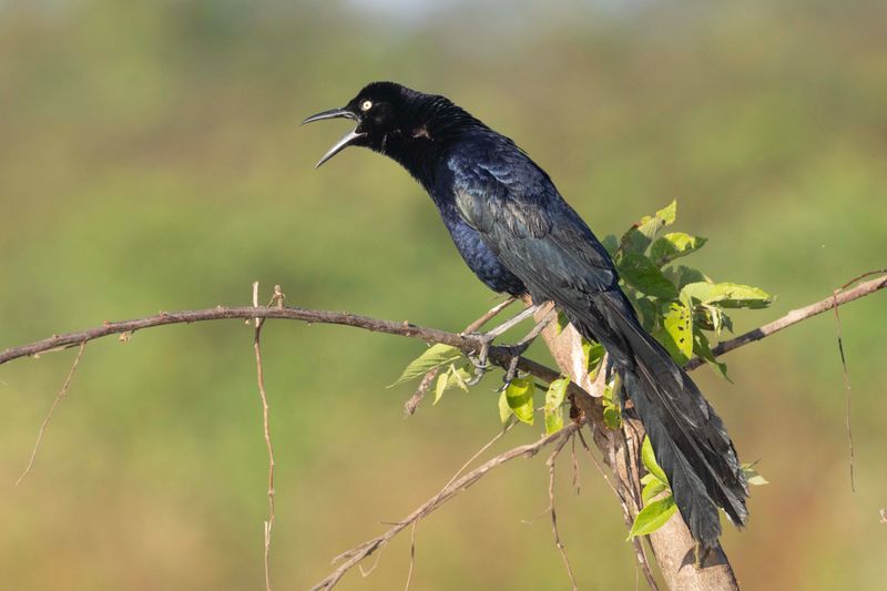 Great-tailed Grackle.