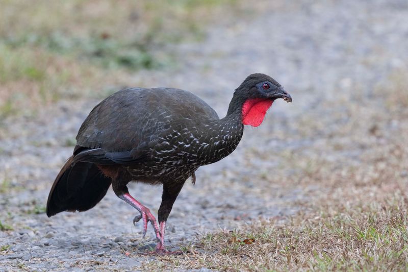 Crested Guan