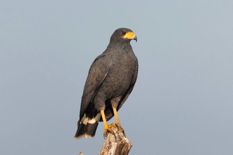 Common Black Hawk 