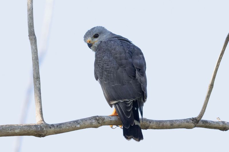 Grey Hawk.