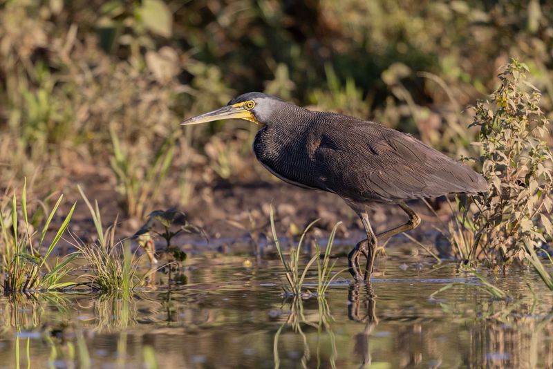 Bare-throated Tiger Heron.