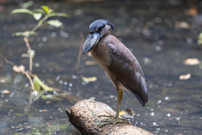 Boat-billed Heron