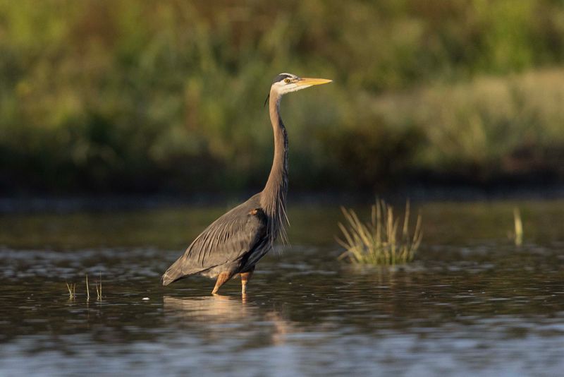 Great Blue Heron.