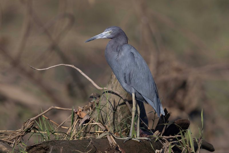 Little Blue Heron.