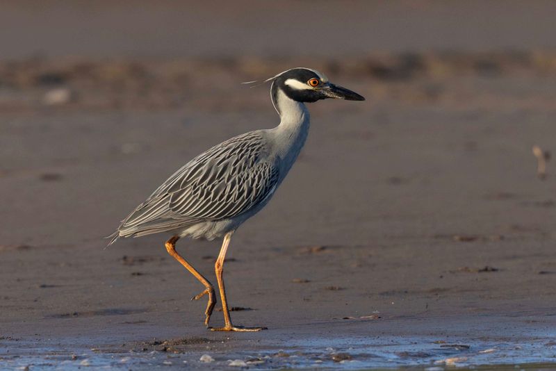 Yellow-crowned Night Heron 