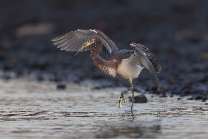 Tri-coloured Heron