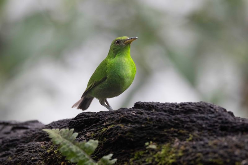 Green Honeycreeper female