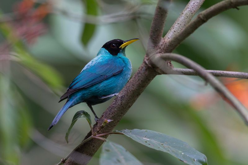 Green Honeycreeper.male