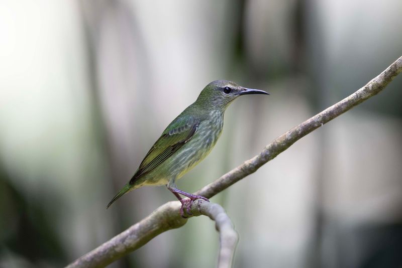 Red-legged Honeycreeper female