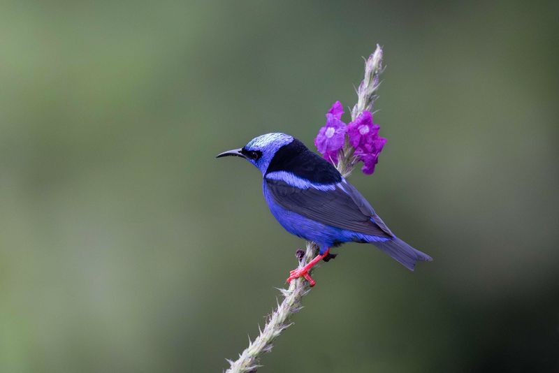 Red-legged Honeycreeper. male
