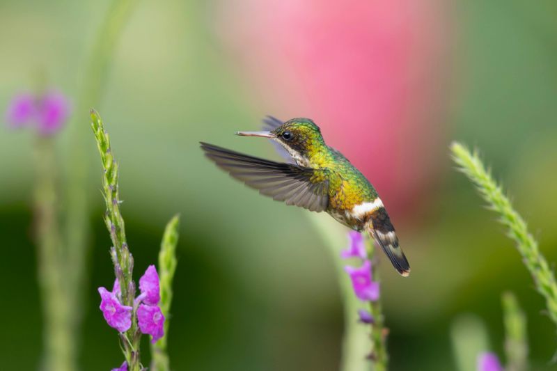 Black-crested Coquette female