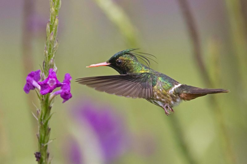 Hummingbird, Black-crested Coquette