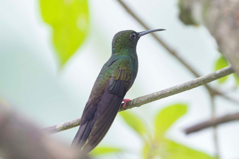 Hummingbird, Bronze-tailed Plumeleteer