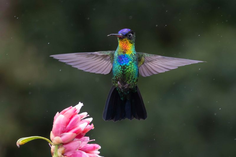 Hummingbird,Fiery-throated