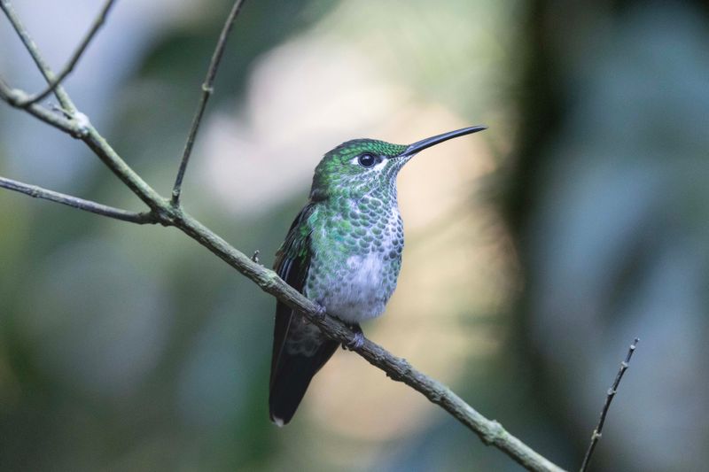 Hummingbird, Green-crowned Brilliant