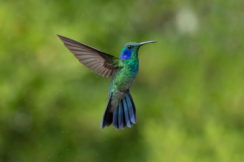 Hummingbird, Lesser Violetear