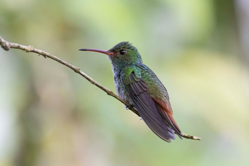 Hummingbird, Rufous-tailed