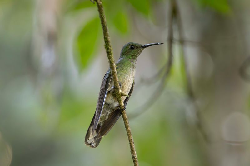 Hummingbird,Scaly-breasted