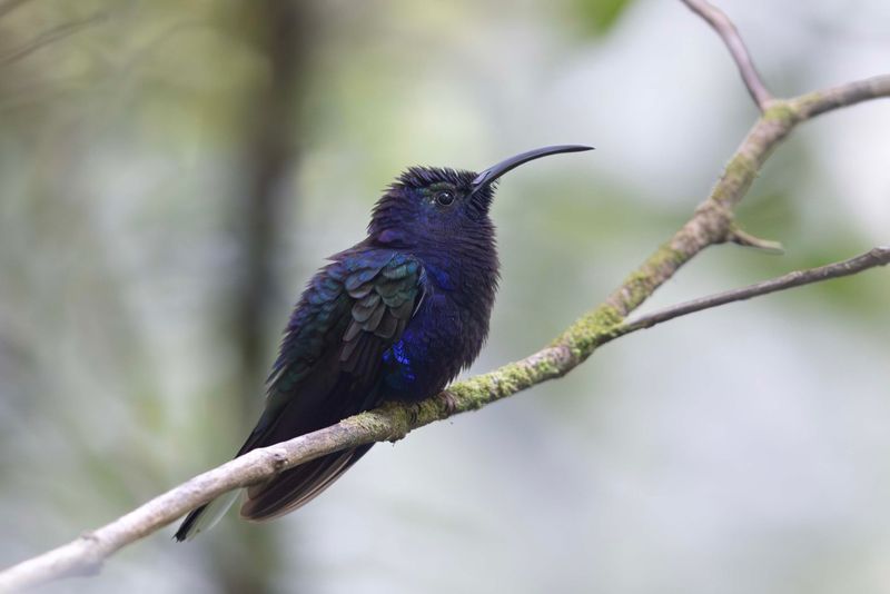 Humminbird,Violet Sabrewing