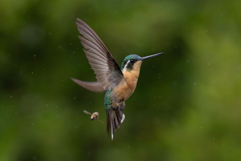 Hummingbird,Purple-throated Mountain Gem