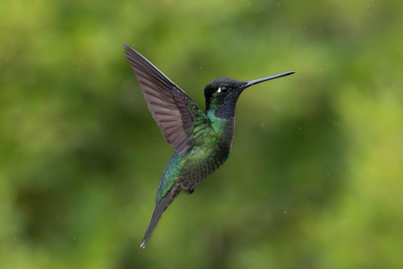 Hummingbird,Talamanca