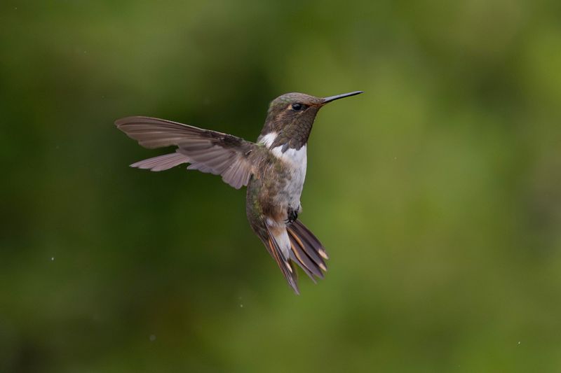 Hummingbird,Volcano
