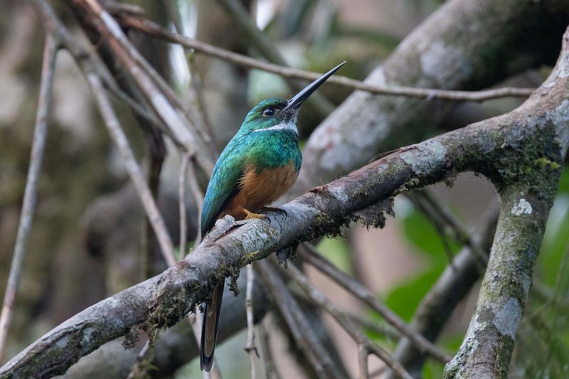 Jacamar,Rufous-tailed