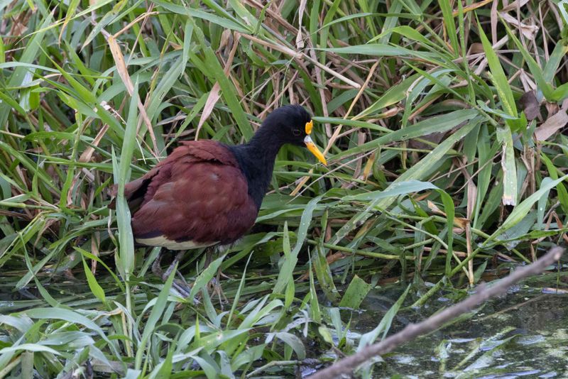 Jacana,Northern