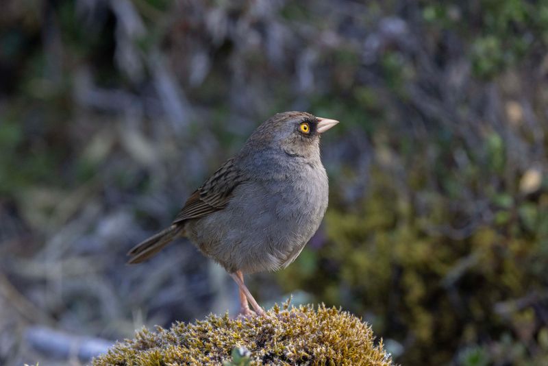 Junco, Volcano