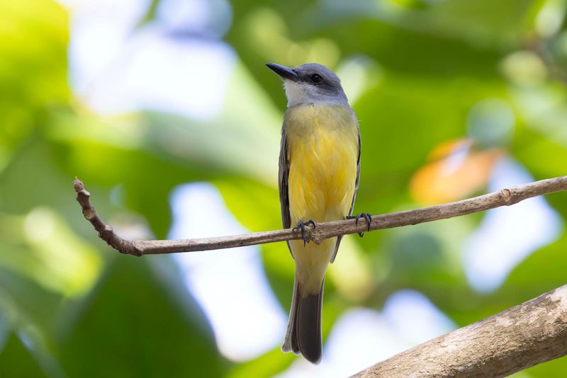 Kingbird, Tropical