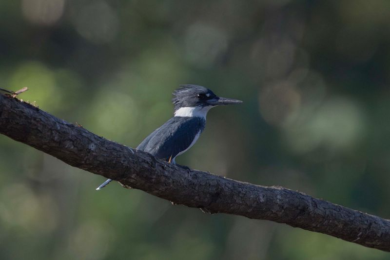 Kingfisher,Belted
