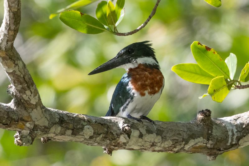 Kingfisher,Amazon