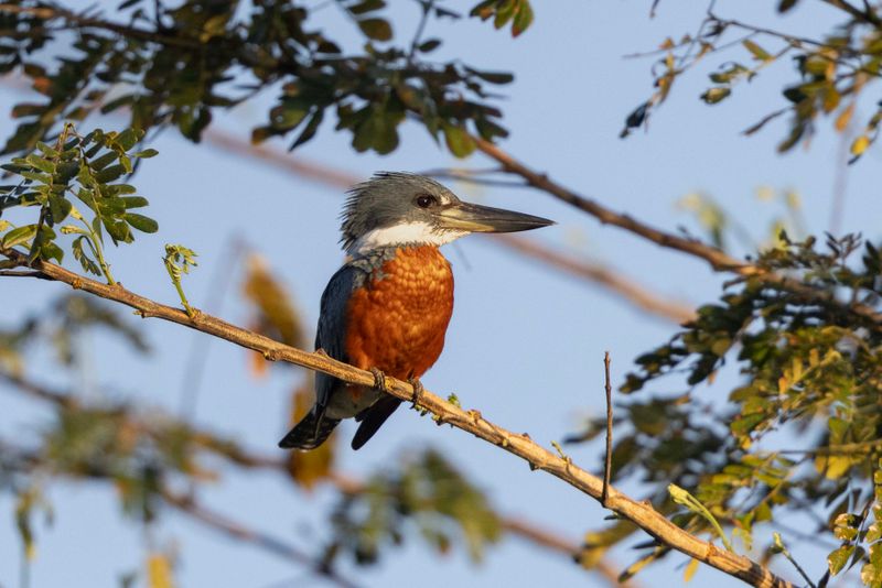 Kingfisher,Ringed