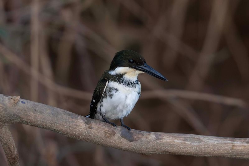 Kingfisher,Green