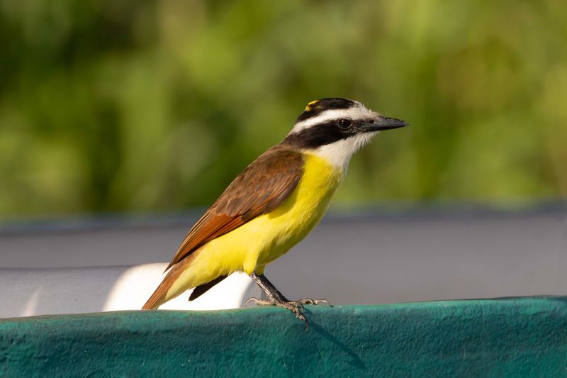 Kiskadee,Great