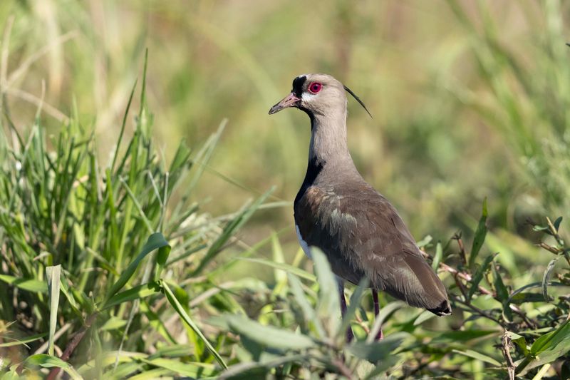 Lapwing, Southern