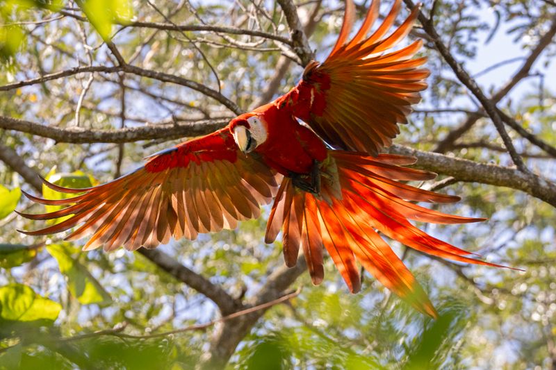 Macaw,Scarlet
