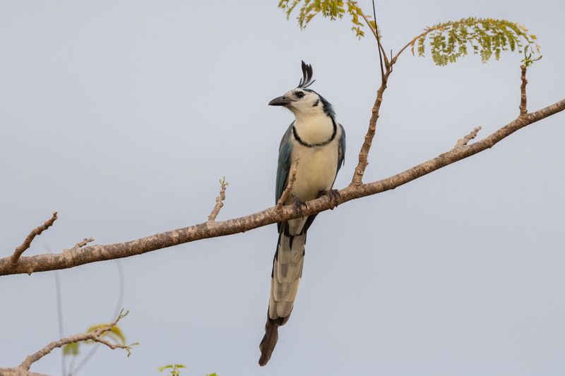 Magpie-Jay, White-tailed