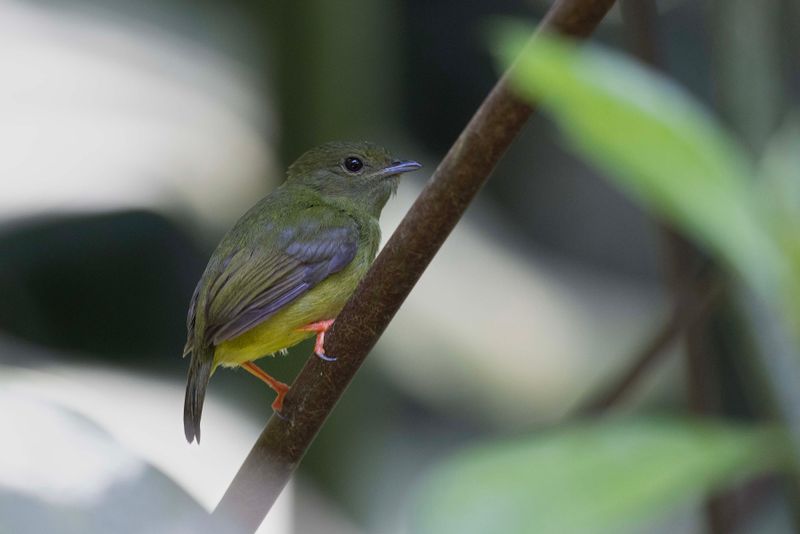 Manakin,Orange-coloured