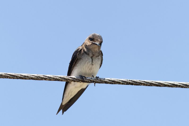 Martin, Grey-breasted
