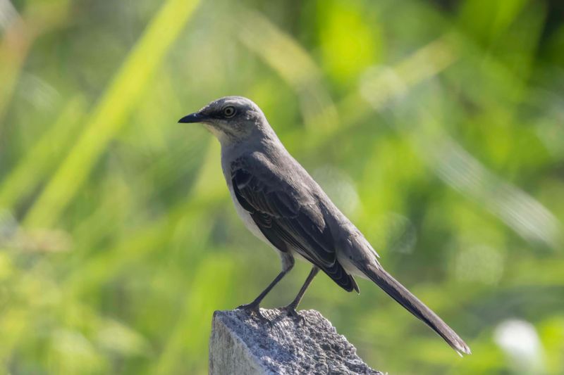 Mockingbird, Tropical