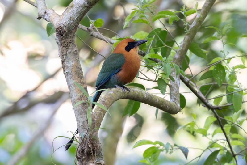 Motmot,Rufous
